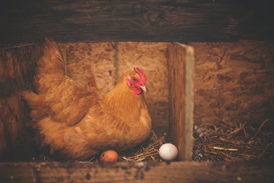 mit huhn spazieren gehen_2