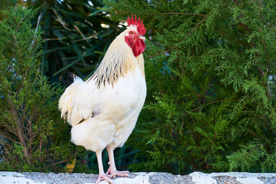 Warum legt ein Huhn jeden Tag ein Ei? Entdecke die Antwort ...