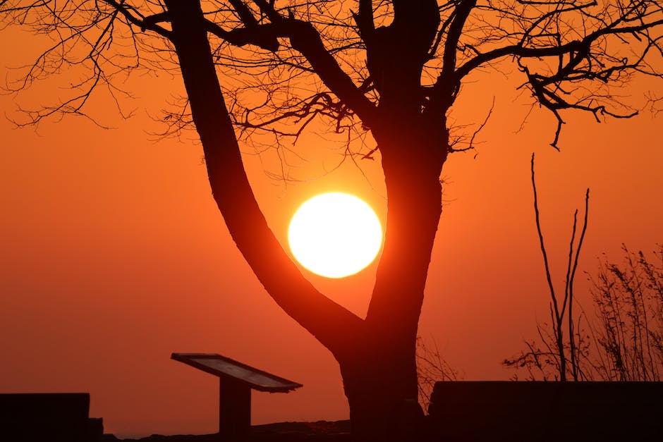 warum schreien hühner morgens_1