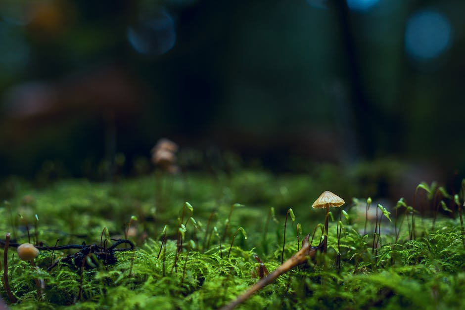 was fressen hühner im garten_1