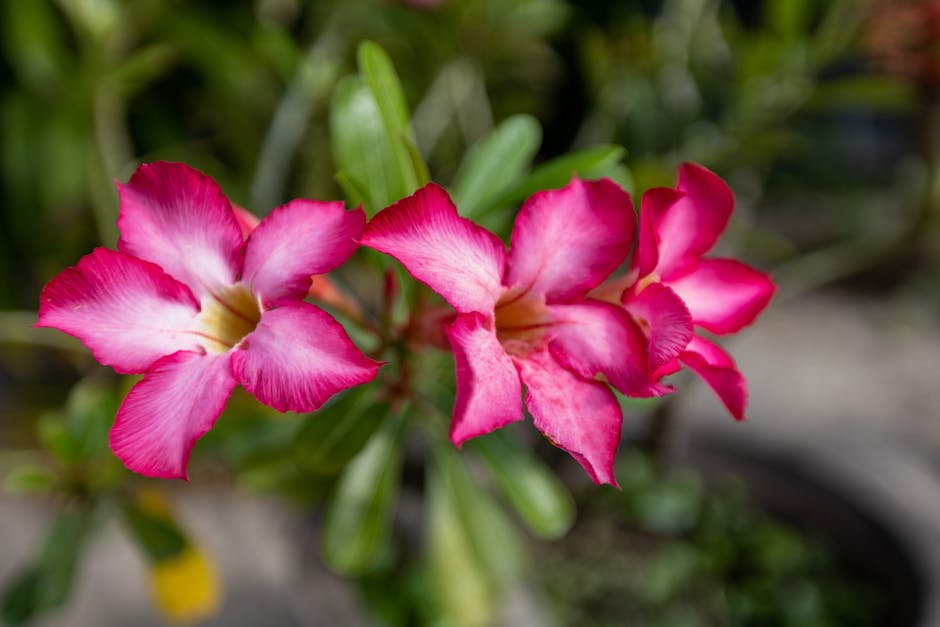 was fressen hühner im garten_2