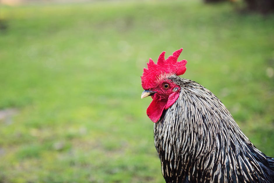 was kostet ein huhn im einkauf_1