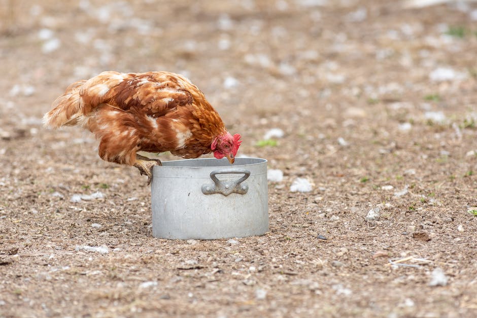 was kostet ein huhn im jahr_1