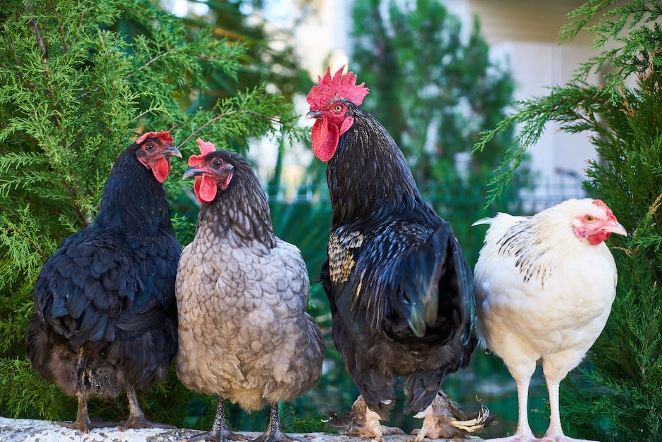 was kostet ein huhn im unterhalt_2