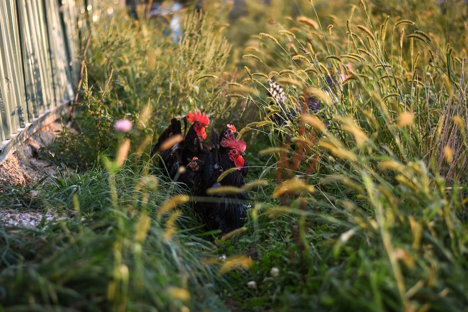 <function write_alt at 0x0000019B9570B880>_2″></p>
<h3> Welches Huhn geht zuerst in den Stall </h3>
<p>Der Hahn ist das Oberhaupt der Hühnerherde. Er behält die Hennen unter Kontrolle und greift ein, wenn es zu Streitigkeiten unter ihnen kommt. Diese führende Position gibt dem jeweiligen Hahn ein bemerkenswertes Selbstvertrauen.</p>
<p>Hühner können auch ins Freigehege, wenn es schneit. Allerdings werden sie es bei Schnee nur wenig nutzen, da die Tiere sich nicht gerne im Schnee aufhalten, besonders wenn er gerade am Boden liegt. Daher sollten Hühner an Tagen mit Schnee am besten drinnen gehalten werden.</p>
<h3> Wie werde ich meine Hühner los </h3>
<p>Hühner reagieren auf Zitrusfrüchte aller Art ablehnend. Um sie abzuschrecken, können Orangen- oder Zitronenschalen in Schnitzel geschnitten werden. Außerdem schrecken scharfe und stark riechende Gewürze wie Curry, Knoblauch, Cayenne- oder schwarzer Pfeffer, Paprikapulver oder Zimt die Hühner auf zweierlei Weise ab.</p>
<p>Hühner als “Kleintiere” gelten laut der bundesweit geltenden Baunutzungsverordnung. Somit kann man auch in einem reinen Wohngebiet ohne baurechtliche Bedenken sieben Hennen und einen Hahn im Garten halten.</p>
<h3> Wo müssen die Hühner im Stall bleiben </h3>
<p>Stallpflicht bedeutet, dass die Hennen nicht in einen überdachten, abgegrenzten Auslauf gelassen werden dürfen. Wenn Sie also einen Stall mit angebauter Voliere nutzen, müssen Sie die Stalltüre unter Umständen schließen, sodass die Hühner nicht in die Voliere gelangen. Beachten Sie, dass Sie unbedingt an die Stallpflicht gebunden sind, um das Wohlergehen Ihrer Hühner zu gewährleisten.</p>
<p>Investiere in Infrarotleuchten für deine Hühnerställe, um den Schlaf der Hühner nicht zu stören. Infrarotleuchten geben lokale Wärme ab und sind ideal für kleine Hühnerställe oder kleine Hühnerpopulationen.</p>
<h3> Wie oft muss man einen Hühnerstall sauber machen </h3>
<p>Bei der täglichen Inspektion des Hühnerstalls sollten die Wasser- und Futterbehälter gründlich gereinigt werden. Grobe Verunreinigungen müssen dabei entfernt werden. Zudem ist eine Basisreinigung einmal oder zweimal pro Woche unerlässlich, auch wenn sie aufwendig ist. Sie ist jedoch aus hygienischen Gründen unverzichtbar.</p>
<p>Bei Masthähnchen ist es wichtig, dass sie 14 Stunden Tageslicht pro Tag bekommen. Dies fördert nicht nur das Eierlegen, sondern es sorgt auch für ein schnelleres Wachstum und die Geschlechtsreife. Sollte allerdings mehr als 14 Stunden Tageslicht vorhanden sein, könnte dies zu aggressiven Verhaltensweisen wie Federpicken führen.</p>
<h3> Ist Reis gut für Hühner </h3>
<p>Für Weichfutter eignen sich gekochte Kartoffeln, Kartoffelschalen, gekochte Nudeln oder gekochter Reis. Es sollte schnell verzehrt werden, um ein Schlechtwerden oder Gefrieren bei der Fütterung im Winter zu verhindern.</p>
<p>Hühner brauchen täglich frisches Wasser, um gesund zu bleiben und im Winter kann es schwierig sein, ihnen dies zu gewährleisten. Es ist daher wichtig, sicherzustellen, dass die Trinkgefäße nicht vereisen. Um dies zu gewährleisten, gibt es verschiedene Lösungen, wie z.B. Heizplatten oder -kabel, die eine frostfreie Tränke ermöglichen. Damit die Hennen auch ausreichend Feuchtigkeit für die Eierproduktion haben, besteht zudem die Notwendigkeit, dass die Hühner freien Zugang zum Wasser haben.</p>
<h3> Wie oft muss man Wasser bei Hühner wechseln </h3>
<p>Hühner benötigen täglich frisches Wasser. Das alte Wasser sollte jeden Tag ausgegossen und die Tränke durchgespült werden. Einmal pro Woche muss die Geflügeltränke gründlich gereinigt werden, dazu kann man Spülmittel verwenden.</p>
<p>Hühner sind sehr ängstliche Tiere, die leicht durch rasche Bewegungen, laute, ungewohnte Geräusche oder Berührungen am Rücken erschreckt werden. Es ist wichtig, dass man beim Umgang mit Hühnern vorsichtig ist, damit sie sich nicht ängstigt.</p>
<h2> Zusammenfassung </h2>
<p>Wenn Hühner nicht in den Stall gehen wollen, dann ist es wichtig, die Gründe dafür herauszufinden. Vielleicht mögen sie das Futter nicht, das es dort gibt, oder es ist zu dunkel. Möglicherweise sind sie auch gestresst, weil sie von anderen Tieren bedroht werden. Wenn man die Ursache herausgefunden hat, kann man sie beheben, indem man beispielsweise das Futter ändert, die Beleuchtung anpasst oder den Stall sicherer macht. Wenn man das Problem nicht lösen kann, kann man versuchen, die Hühner mithilfe von Futter oder Futterkörben in den Stall zu locken. Man kann auch eine Person mit einem Stock oder einem Stock in der Hand in den Stall führen, um die Hühner hineinzutreiben.</p>
<p>Es ist wichtig, den Grund herauszufinden, warum die Hühner nicht in den Stall gehen. Wenn möglich, sollte man versuchen, die Situation durch eine Anpassung der Umgebung zu verbessern, zum Beispiel durch den Einbau von Einstiegen oder durch die Bereitstellung von Futter. Wenn diese Optionen nicht helfen, kann man versuchen, die Hühner in den Stall zu treiben, indem man beispielsweise ein paar Eier in den Stall legt.</p>
		</div>

				<footer class=