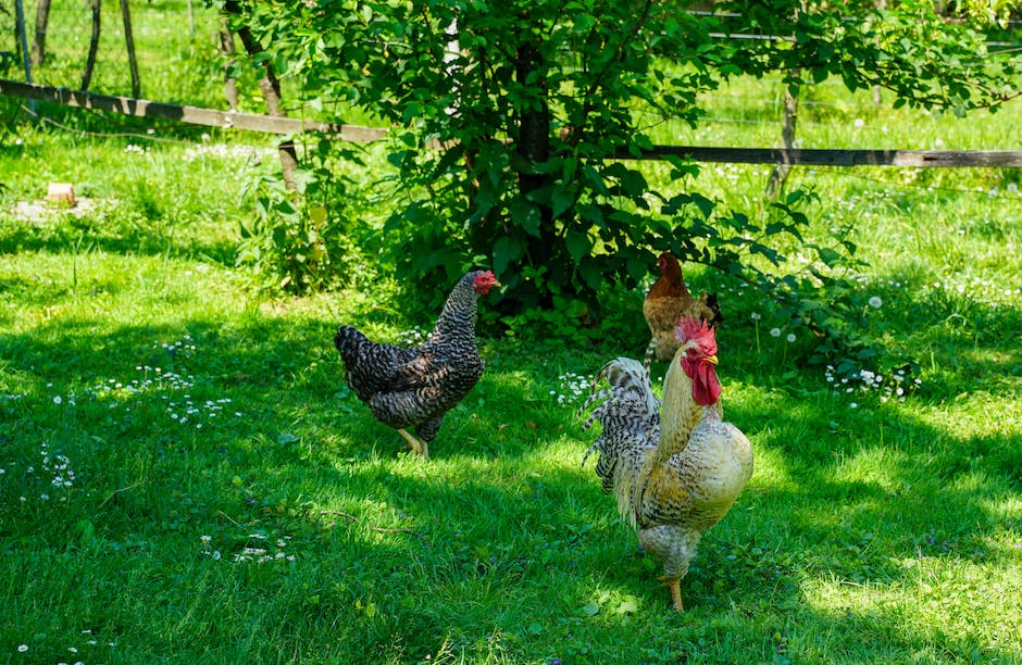 welche hühner brüten am besten_1