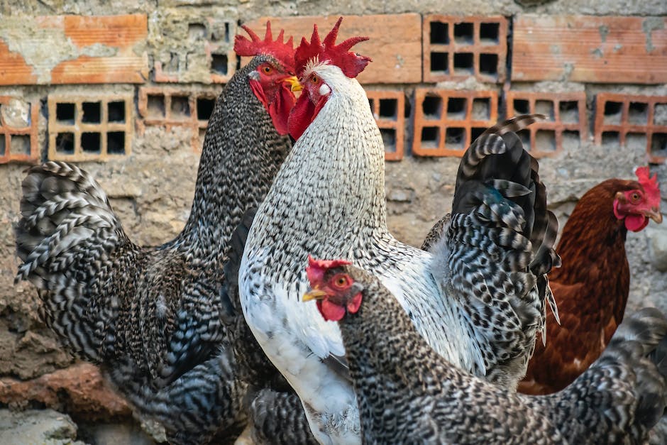 wie groß sind orpington hühner_1