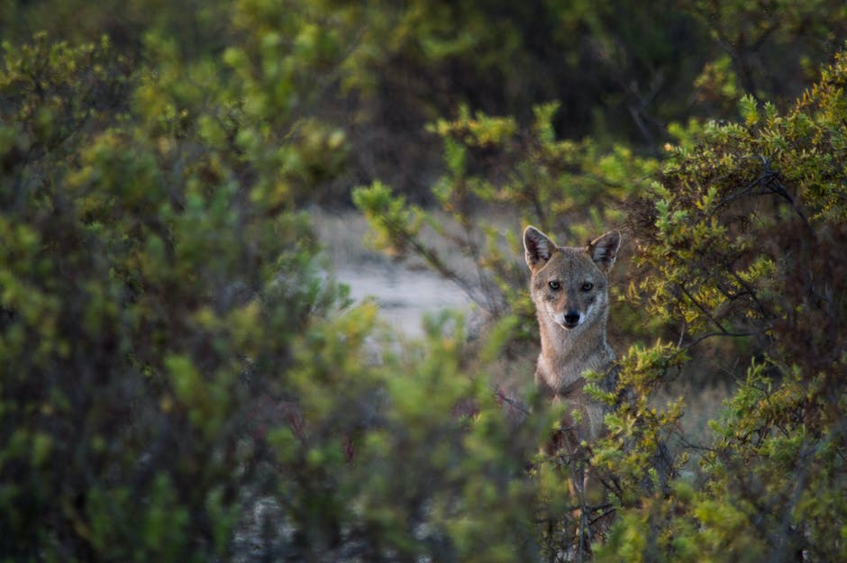 wie tötet ein fuchs hühner_1