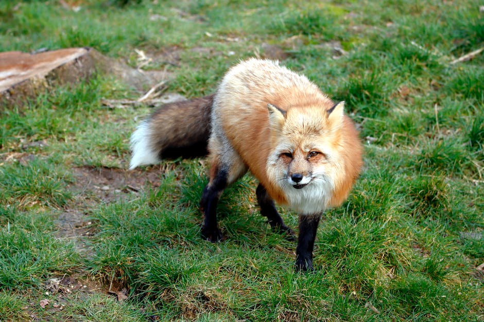 wie tötet ein fuchs hühner_2