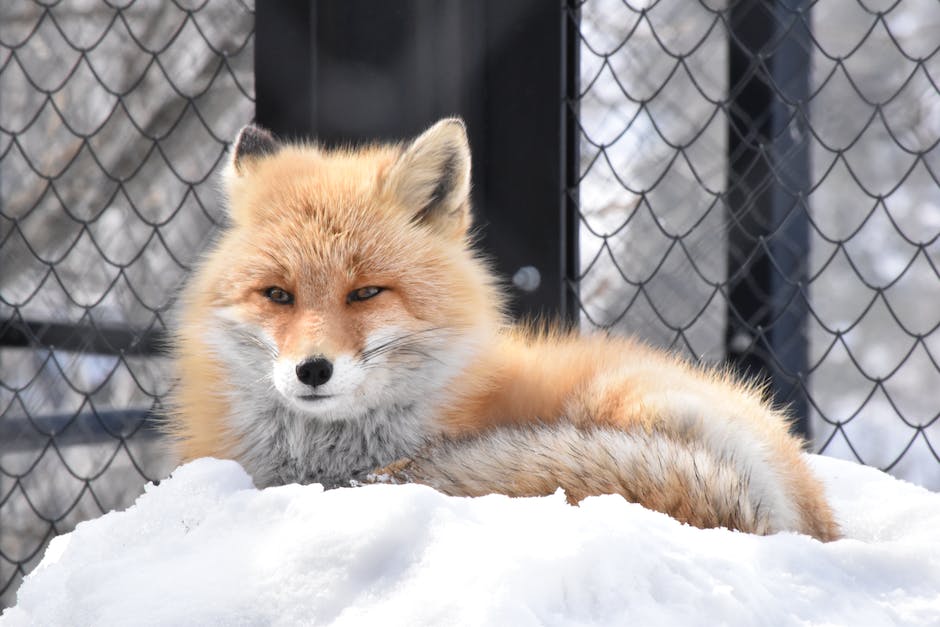 wie tötet ein fuchs hühner_2