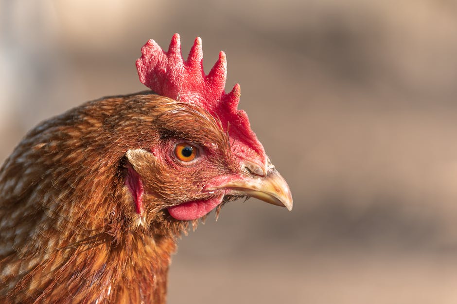 wie viel platz benötigt ein huhn_1