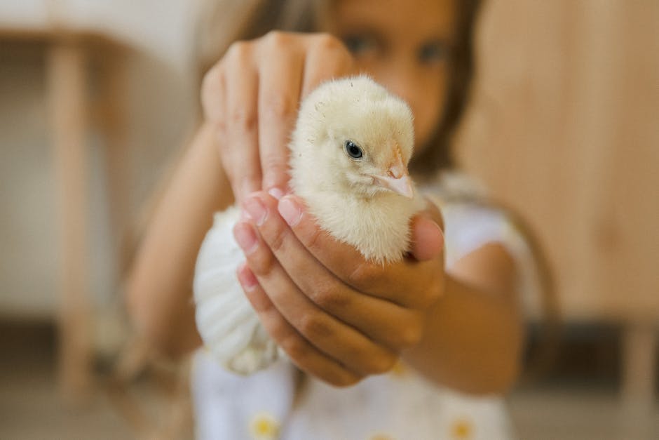 wie viele eier legt ein huhn in massentierhaltung_1