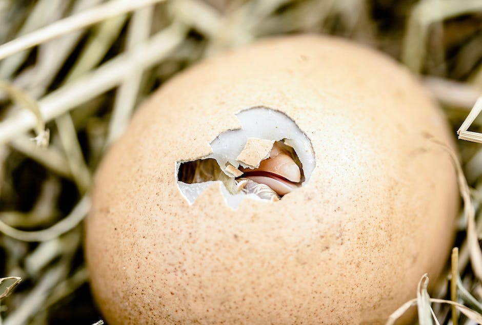 wie viele eier legt ein huhn in massentierhaltung_2