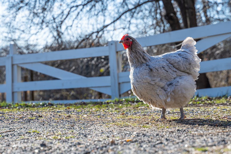 wo kann ich ein huhn kaufen_2