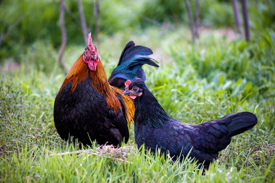 woran erkennt man huhn und hahn_1