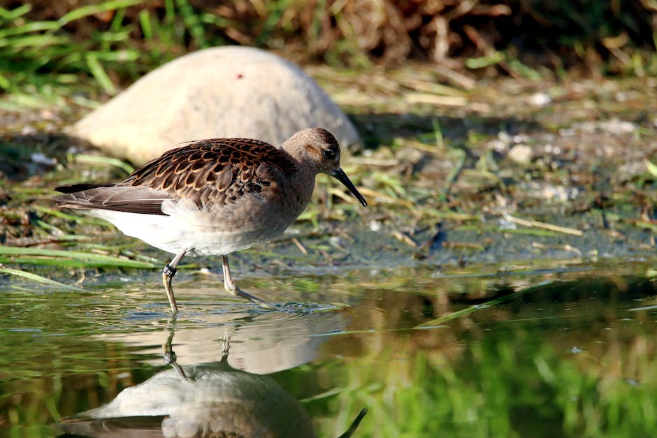 woran erkennt man vogelgrippe bei hühnern_2