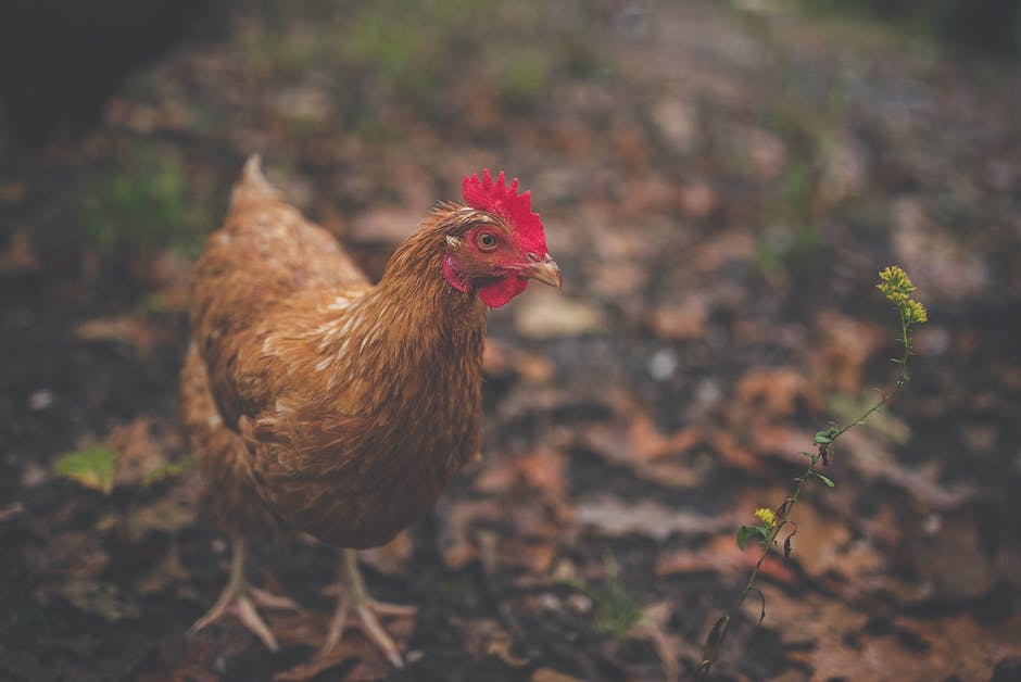 was macht ein huhn für geräusche_1